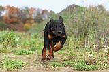 BEAUCERON 372